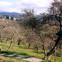 Ulivi - Leivi - Liguria