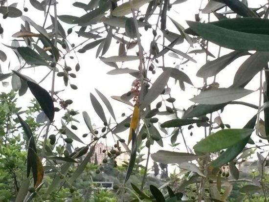 Il Paese dell'Olio di Oliva - Leivi - Liguria
