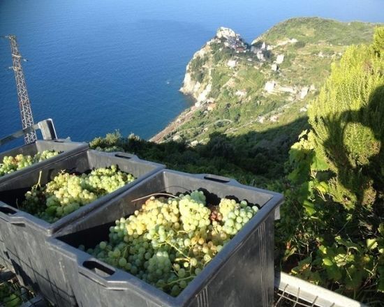 Il Museo dello Sciacchetrà - Manarola - Liguria