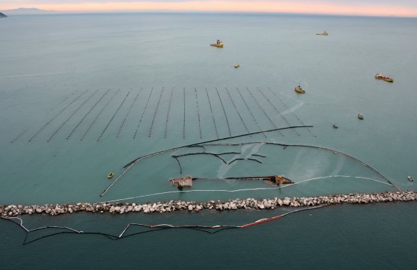Muscoli della Spezia nelle acque di Portovenere - Liguria